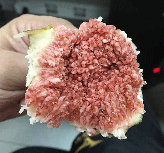 薯片鸡米花的做法_薯片鸡米花怎么做_食Fun有趣的菜谱“AG畅玩”(图3) 薯片鸡米花的做法_薯片鸡米花怎么做_食Fun有趣的菜谱“AG畅玩”(图3)