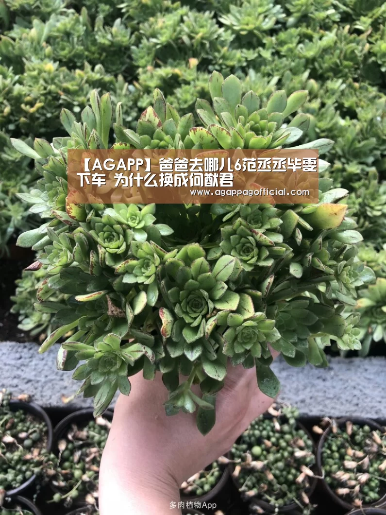 【AGAPP】爸爸去哪儿6范丞丞毕雯珺下车 为什么换成何猷君(图3) AG下载