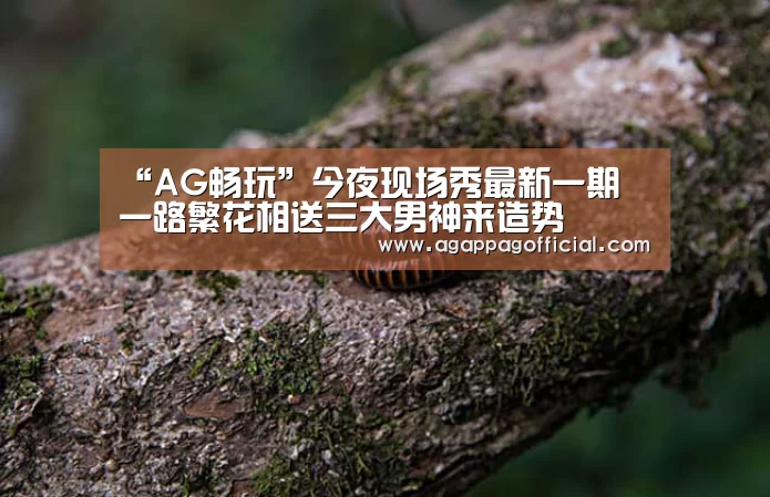 “AG畅玩”今夜现场秀最新一期 一路繁花相送三大男神来造势(图1) AG畅玩